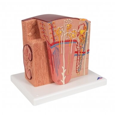 3B MICROanatomy ™ inksto modelis 2 3B MICROanatomy ™ inksto modelis 2