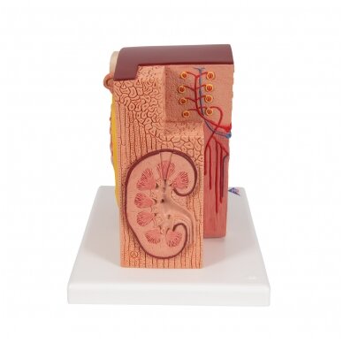 3B MICROanatomy ™ inksto modelis 3