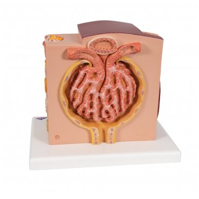 3B MICROanatomy ™ inksto modelis 4 3B MICROanatomy ™ inksto modelis 4