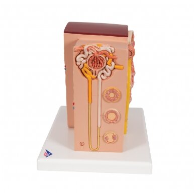 3B MICROanatomy ™ inksto modelis 5