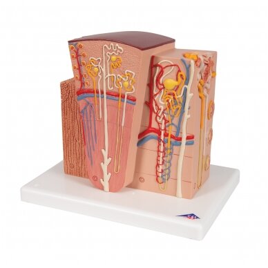 3B MICROanatomy ™ inksto modelis 6