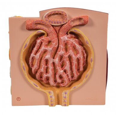 3B MICROanatomy ™ inksto modelis 7
