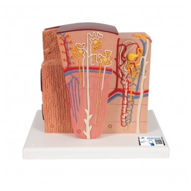 3B MICROanatomy ™ inksto modelis 3B MICROanatomy ™ inksto modelis
