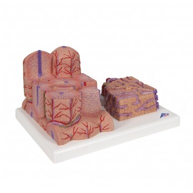 3B MICROanatomy ™ kepenų modelis 2 3B MICROanatomy ™ kepenų modelis 2