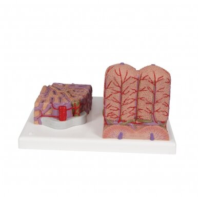 3B MICROanatomy ™ kepenų modelis 4 3B MICROanatomy ™ kepenų modelis 4