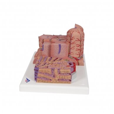 3B MICROanatomy ™ kepenų modelis 5 3B MICROanatomy ™ kepenų modelis 5