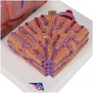 3B MICROanatomy ™ kepenų modelis 7