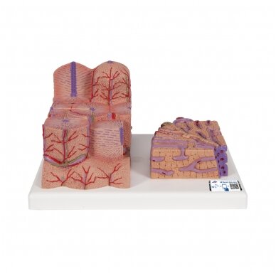 3B MICROanatomy ™ kepenų modelis 3B MICROanatomy ™ kepenų modelis