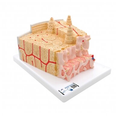 3B MICROanatomy ™ žmogaus kaulų struktūros modelis, 80 kartų padidinta 3B MICROanatomy ™ žmogaus kaulų struktūros modelis, 80 kartų padidinta