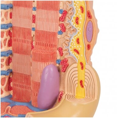 3B MICROanatomy ™ žmogaus raumenų skaidulų modelis, padidintas 10 000 kartų 7 3B MICROanatomy ™ žmogaus raumenų skaidulų modelis, padidintas 10 000 kartų 7