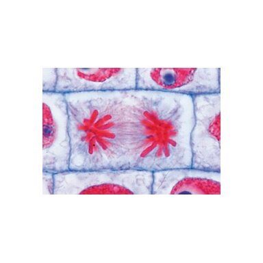 A mokyklinis rinkinys (bendroji biologija) - mikroskopiniai preparatai A mokyklinis rinkinys (bendroji biologija) - mikroskopiniai preparatai