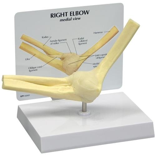 Alkūnės kaulų modelis
