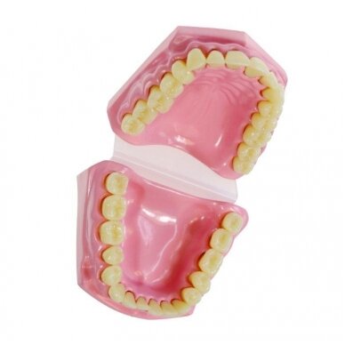Anatominių dantų rinkinys 2