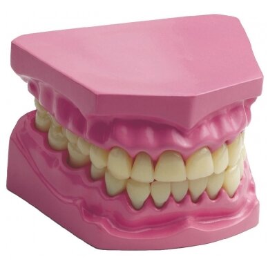 Anatominių dantų rinkinys 4
