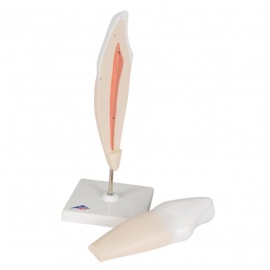 Apatinio žmogaus iltinio danties modelis, 2 dalys 4