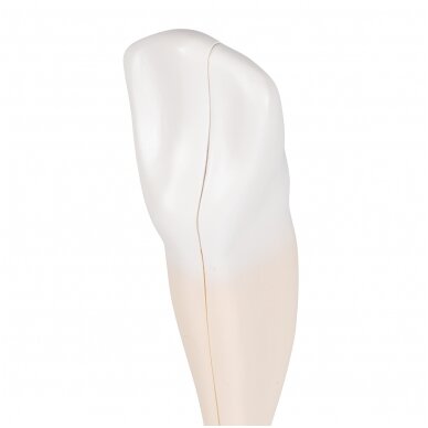Apatinio žmogaus iltinio danties modelis, 2 dalys 6 Apatinio žmogaus iltinio danties modelis, 2 dalys 6