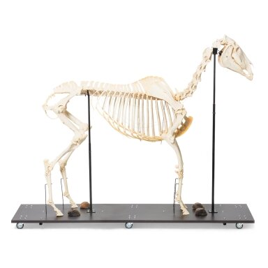 Arklio skeletas (Equus ferus caballus), patelė, pavyzdys Arklio skeletas (Equus ferus caballus), patelė, pavyzdys