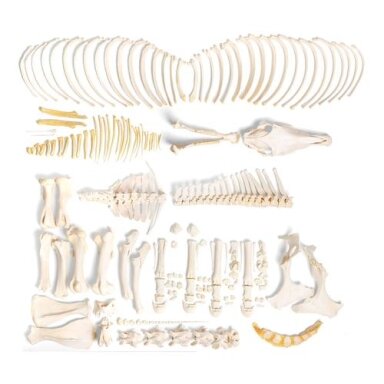 Arklio skeletas (Equus ferus caballus), patinas, išardytas Arklio skeletas (Equus ferus caballus), patinas, išardytas
