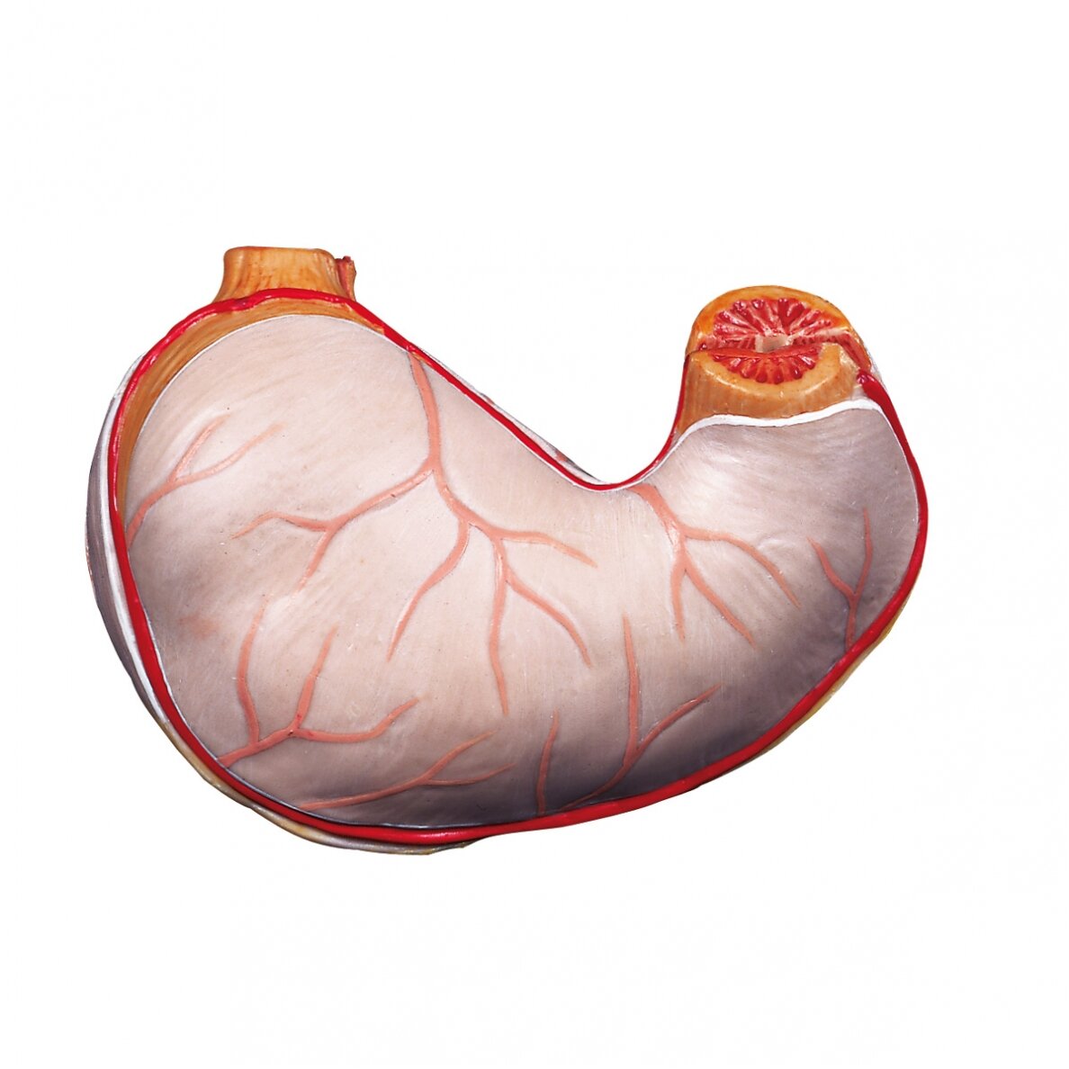 Atsarginis skrandis, 2 dalys Atsarginis skrandis, 2 dalys