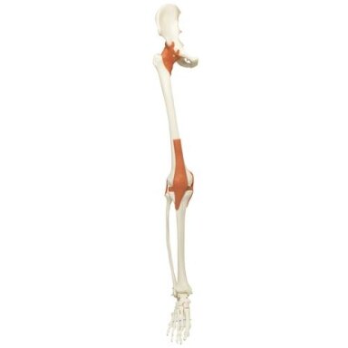 Atsarginė koja su raiščiais, dešinė, skirta A12, A12/1 skeletams Atsarginė koja su raiščiais, dešinė, skirta A12, A12/1 skeletams