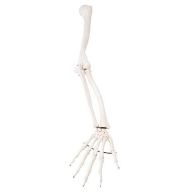 Atsarginė ranka (nespalvota), dešinė, skirta A10, A10/1 ir A15 skeletams Atsarginė ranka (nespalvota), dešinė, skirta A10, A10/1 ir A15 skeletams
