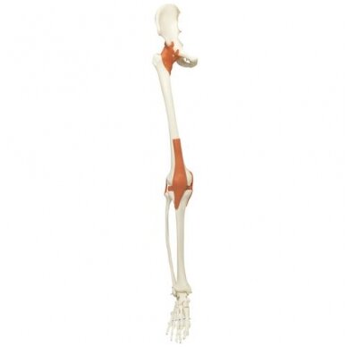 Atsarginė koja su raiščiais, dešinė, skirta A12, A12/1 skeletams Atsarginė koja su raiščiais, dešinė, skirta A12, A12/1 skeletams