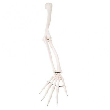 Atsarginė ranka (nespalvota), dešinė, skirta A10, A10/1 ir A15 skeletams Atsarginė ranka (nespalvota), dešinė, skirta A10, A10/1 ir A15 skeletams