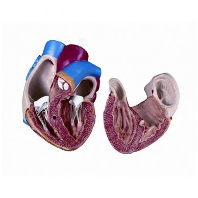 Atsarginė širdis, 2 dalys Atsarginė širdis, 2 dalys