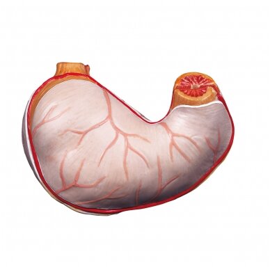 Atsarginis skrandis, 2 dalys Atsarginis skrandis, 2 dalys