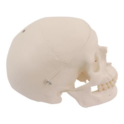 Atsarginė kaukolė su skylėmis A10, A12, A15, A15/2, A15/3 ir A15/3S skeletams