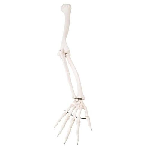 Atsarginė ranka (nespalvota), dešinė, skirta A10, A10/1 ir A15 skeletams