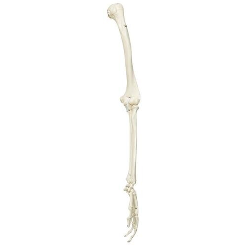 Atsarginė ranka (nespalvota), kairė, skirta A10, A10/1 ir A15 skeletams