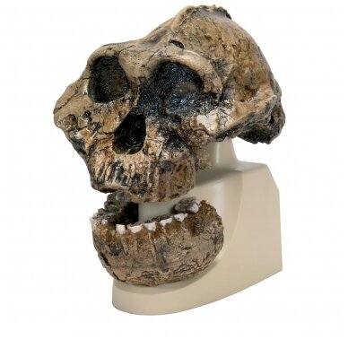 Australopithecus Boisei kaukolės (KNM-ER 406 + Omo L7A-125) Australopithecus Boisei kaukolės (KNM-ER 406 + Omo L7A-125)