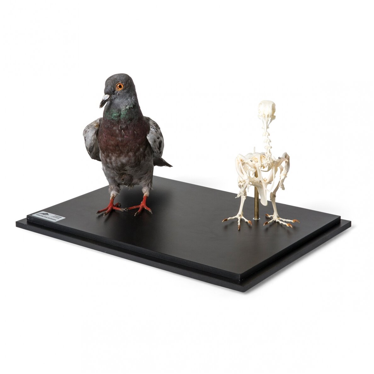 Balandžio iškamša ir skeletas (Columba livia domestica) po stiklo dangčiu, pavyzdžiai 2 Balandžio iškamša ir skeletas (Columba livia domestica) po stiklo dangčiu, pavyzdžiai 2