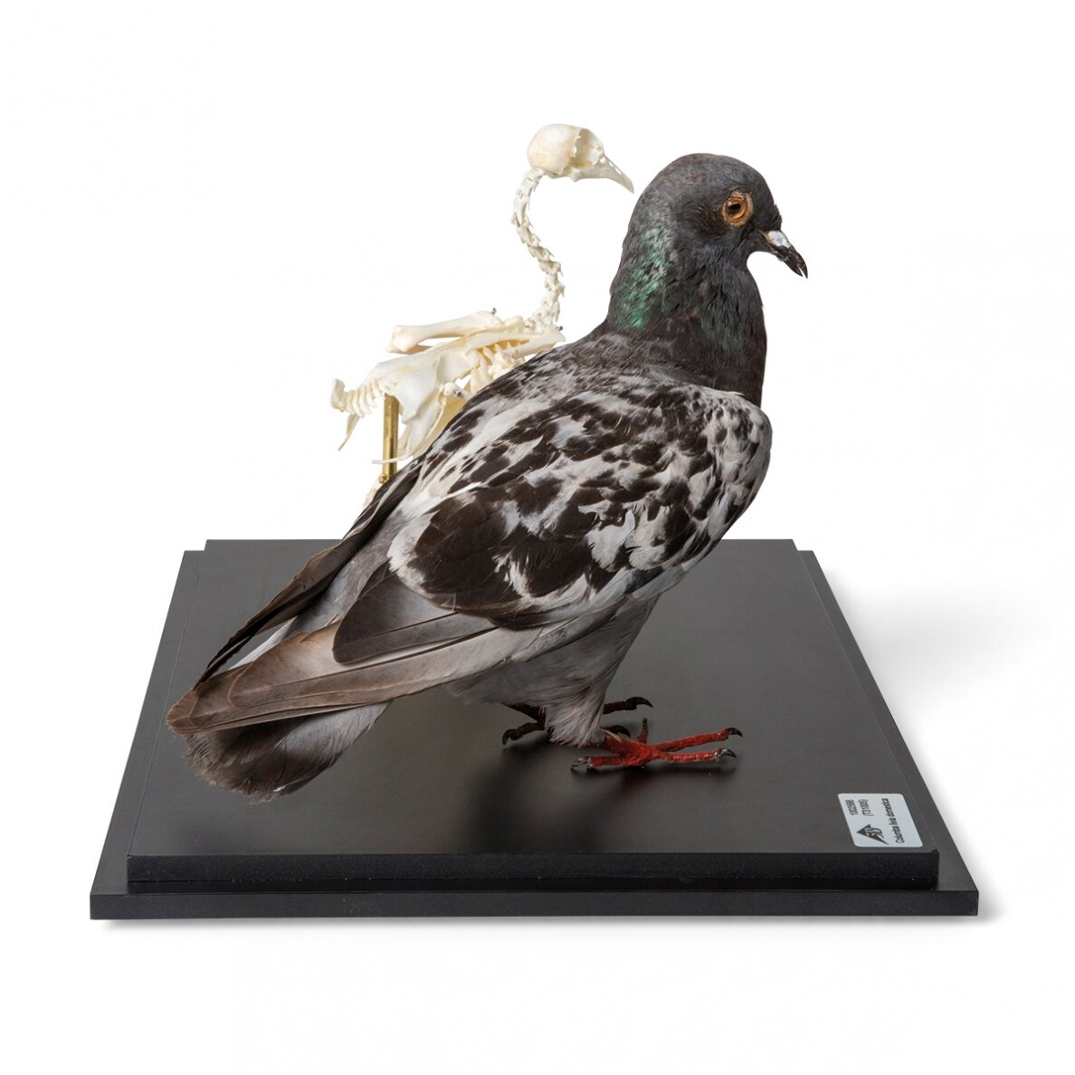 Balandžio iškamša ir skeletas (Columba livia domestica) po stiklo dangčiu, pavyzdžiai 3 Balandžio iškamša ir skeletas (Columba livia domestica) po stiklo dangčiu, pavyzdžiai 3