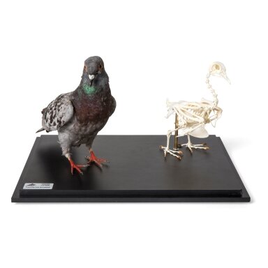Balandžio iškamša ir skeletas (Columba livia domestica) po stiklo dangčiu, pavyzdžiai Balandžio iškamša ir skeletas (Columba livia domestica) po stiklo dangčiu, pavyzdžiai