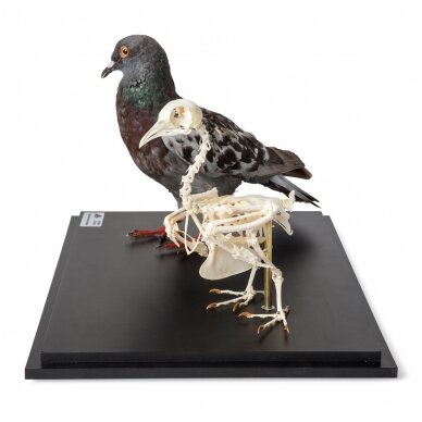 Balandžio iškamša ir skeletas (Columba livia domestica) po stiklo dangčiu, pavyzdžiai 1 Balandžio iškamša ir skeletas (Columba livia domestica) po stiklo dangčiu, pavyzdžiai 1