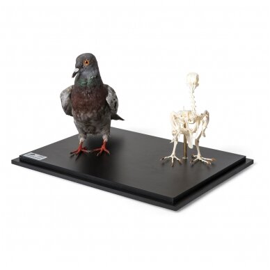 Balandžio iškamša ir skeletas (Columba livia domestica) po stiklo dangčiu, pavyzdžiai 2 Balandžio iškamša ir skeletas (Columba livia domestica) po stiklo dangčiu, pavyzdžiai 2