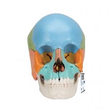 Beauchene suaugusio žmogaus kaukolės modelis, spalvota versija, 22 dalys