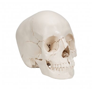 Beauchene suaugusio žmogaus kaukolės modelis, spalvota kaulai, 22 dalys 2