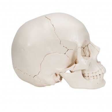 Beauchene suaugusio žmogaus kaukolės modelis, spalvota kaulai, 22 dalys 3
