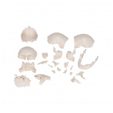 Beauchene suaugusio žmogaus kaukolės modelis, spalvota kaulai, 22 dalys 5