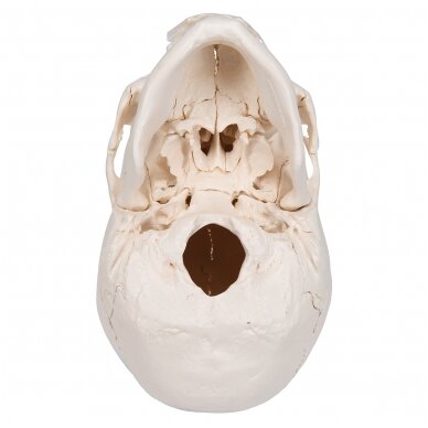 Beauchene suaugusio žmogaus kaukolės modelis, spalvota kaulai, 22 dalys 6