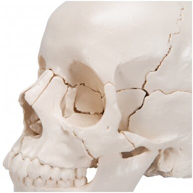 Beauchene suaugusio žmogaus kaukolės modelis, spalvota kaulai, 22 dalys 7