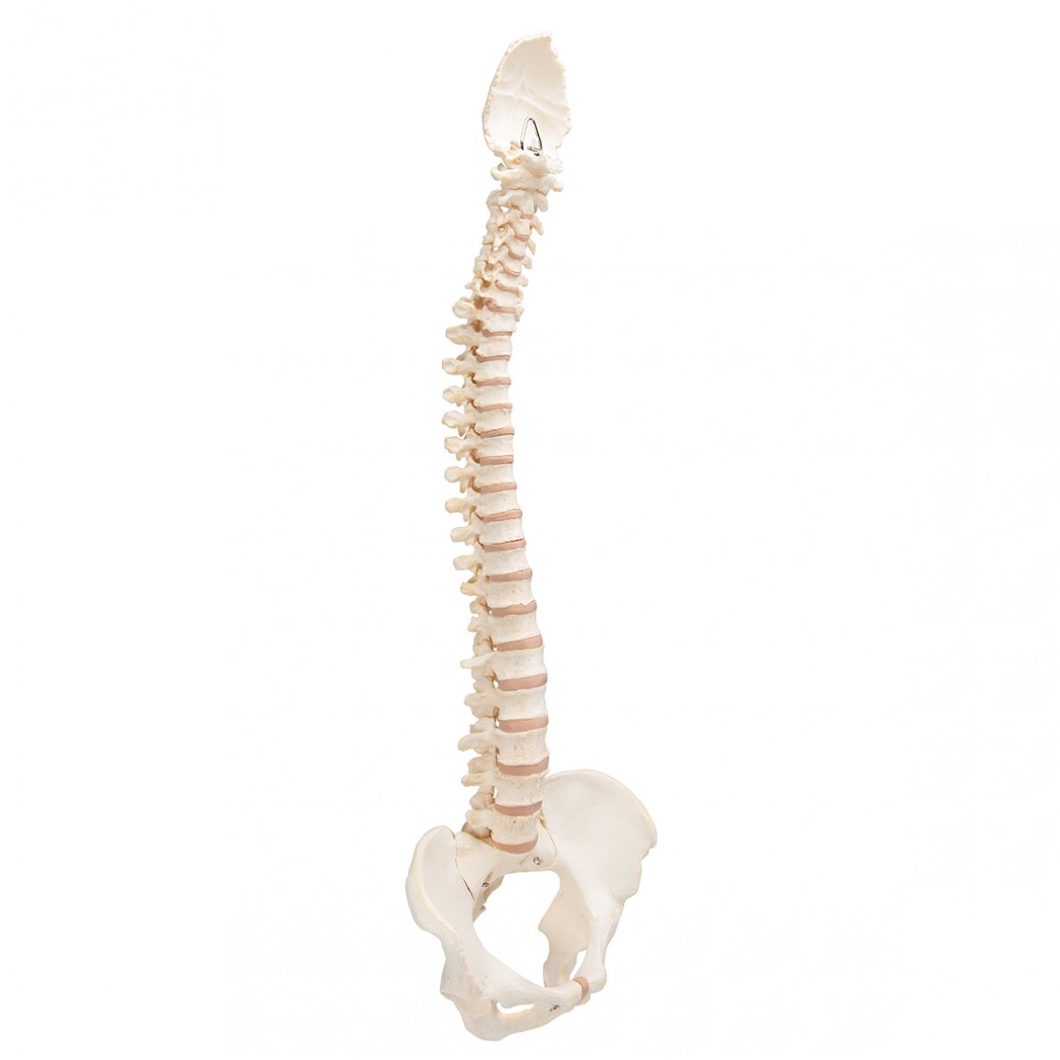 BONElike ™ žmogaus stuburo modelis 2