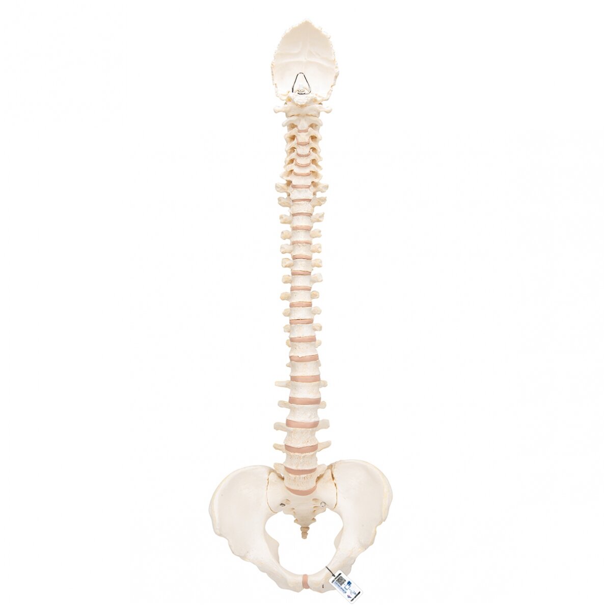 BONElike ™ žmogaus stuburo modelis BONElike ™ žmogaus stuburo modelis