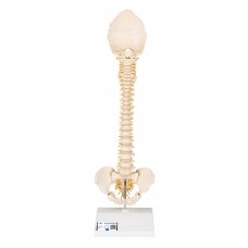 „BONElike ™“ vaiko stuburo slankstelių modelis