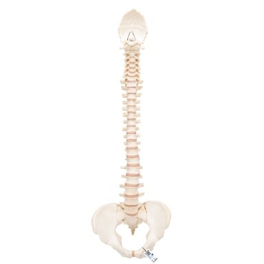 BONElike ™ žmogaus stuburo modelis BONElike ™ žmogaus stuburo modelis