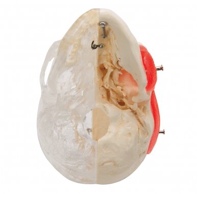 „BONElike ™“ žmogaus kaukolės modelis, pusiau skaidrus ir pusiau kaulinis, 8 dalys 4