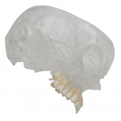 „BONElike ™“ žmogaus kaukolės modelis, pusiau skaidrus ir pusiau kaulinis, 8 dalys 7